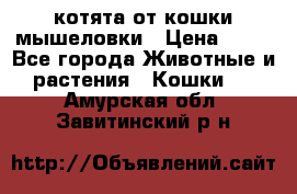 котята от кошки мышеловки › Цена ­ 10 - Все города Животные и растения » Кошки   . Амурская обл.,Завитинский р-н